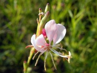 image of flower