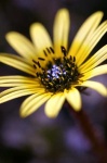 image of daisy