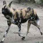 image of african_wild_dog #2