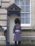 image of bearskin