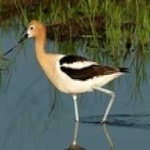image of bird