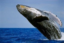 image of animal
