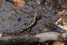 image of european_fire_salamander