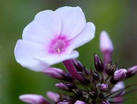 image of flower
