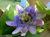 image of passion_flower #25