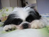 image of shih_tzu