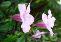 image of flower