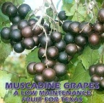 image of grapes #12