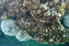 image of sea_urchin