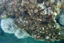 image of sea_urchin #12