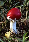 image of agaric