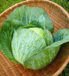 image of cabbage #20