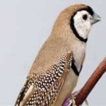 image of bird