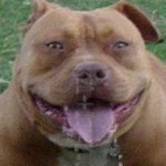 image of pit_bull #3