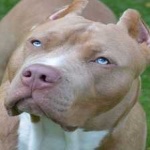 image of pit_bull #25