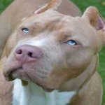image of animal