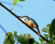 image of jacamar