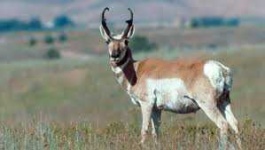 image of animal