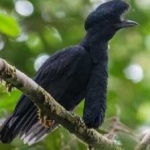 image of bird