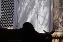 image of animal