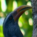 image of bird