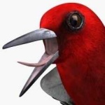 image of bird