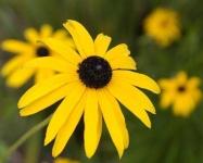 image of flower