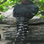 image of bird