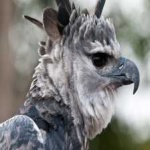 image of harpy_eagle #8