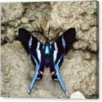 image of metalmark #22