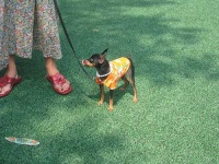 image of chihuahua