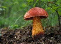 image of mushrooms
