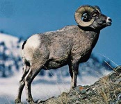 image of bighorn
