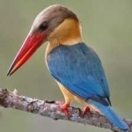 image of bird