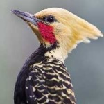 image of bird