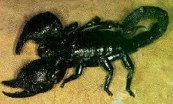 image of scorpion