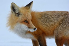 image of animal