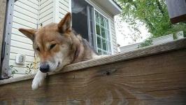 image of animal