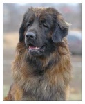 image of animal