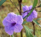 image of mexican_petunia #18