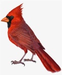 image of cardinal
