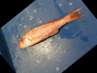 image of fish