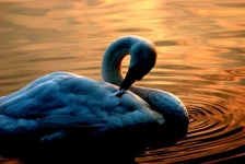 image of swan #31