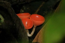 image of mushroom
