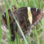 image of animal