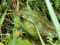 image of bullfrog