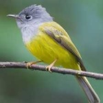 image of bird