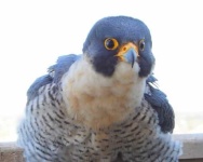 image of falcon