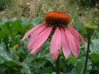 image of flower
