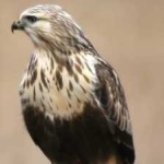 image of bird